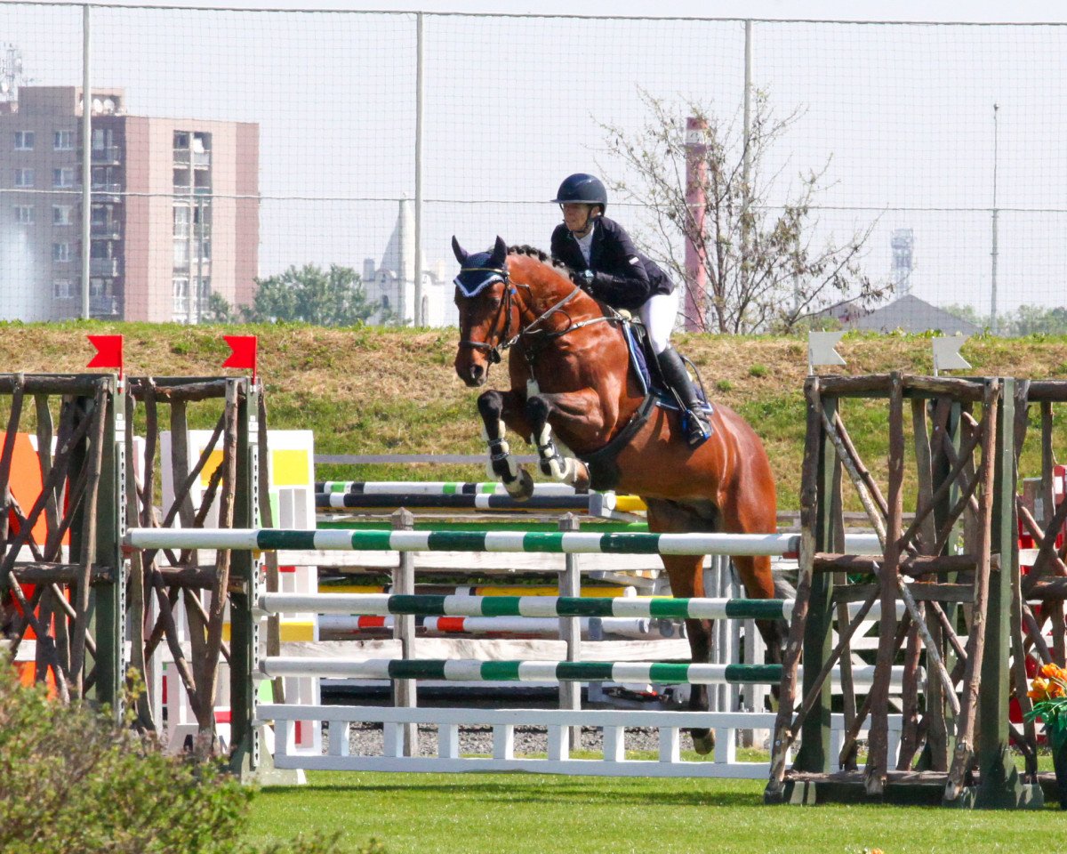 Deckhengst Choco Blue SN (Hannoveraner, 2009, von Chacco-Blue)