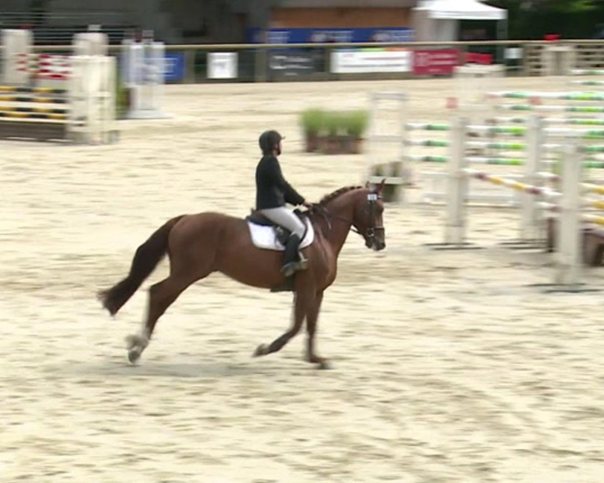 stallion Alpachino Lady (Selle Français, 2010, from Rock'n Roll Semilly)