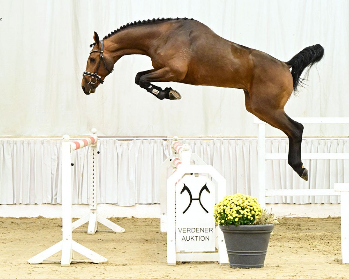 jumper Con Balou Dree Boeken (Hanoverian, 2020, from Contendro II)