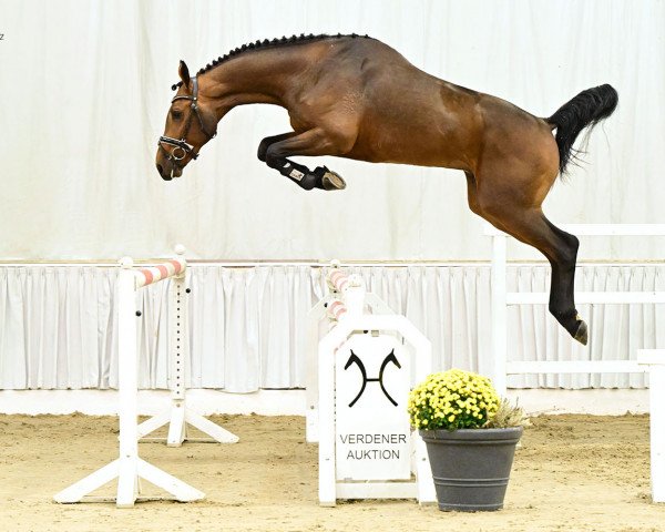 jumper Con Balou Dree Boeken (Hanoverian, 2020, from Contendro II)