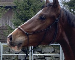 jumper Caetano ZFK (Swiss Warmblood, 2021, from Cevin Costner)