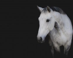 jumper Timpex IQ (Hungarian Warmblood, 2012, from Timpex Csatadal)