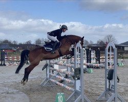 jumper Holsteins Dagobert (German Riding Pony, 2008, from Fs Disagio)