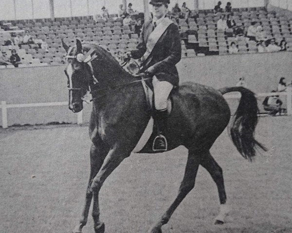 Pferd Daldorn Challenge (Arabisches Halbblut / Partbred, 1972, von Don Carlos xx)