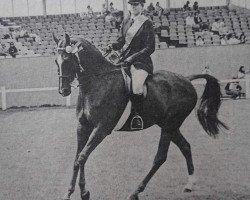 horse Daldorn Challenge (Arab half breed / Partbred, 1972, from Don Carlos xx)