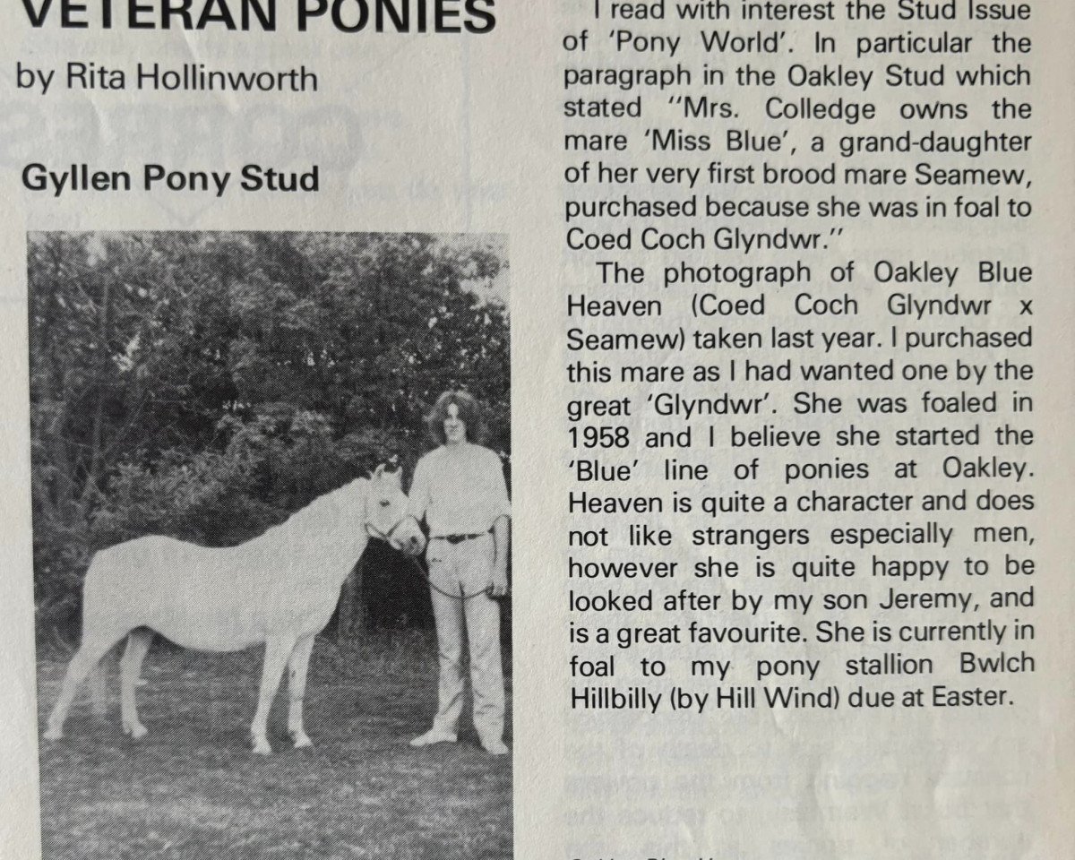 broodmare Oakley Blue Heaven (Welsh-Pony (Section B), 1958, from Coed Coch Glyndwr)