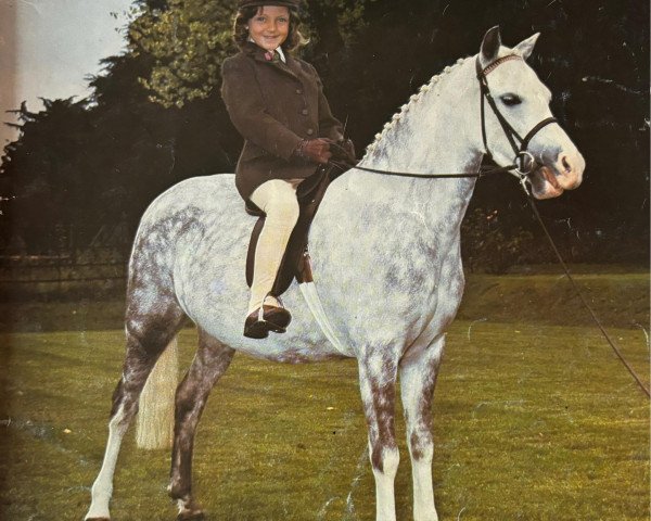 Pferd Tan Lan Anwyled (Welsh Mountain Pony (Sek.A), 1971, von Coed Coch Grugwyn)