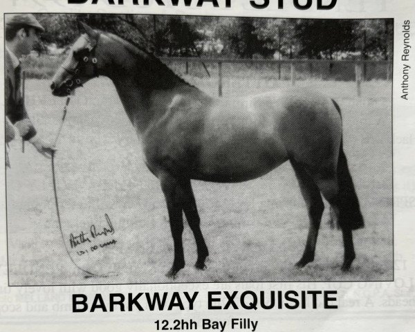 Pferd Barkway Exquisite (British Riding Pony, 1991, von Orielton Aristocrat)