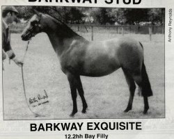 horse Barkway Exquisite (British Riding Pony, 1991, from Orielton Aristocrat)