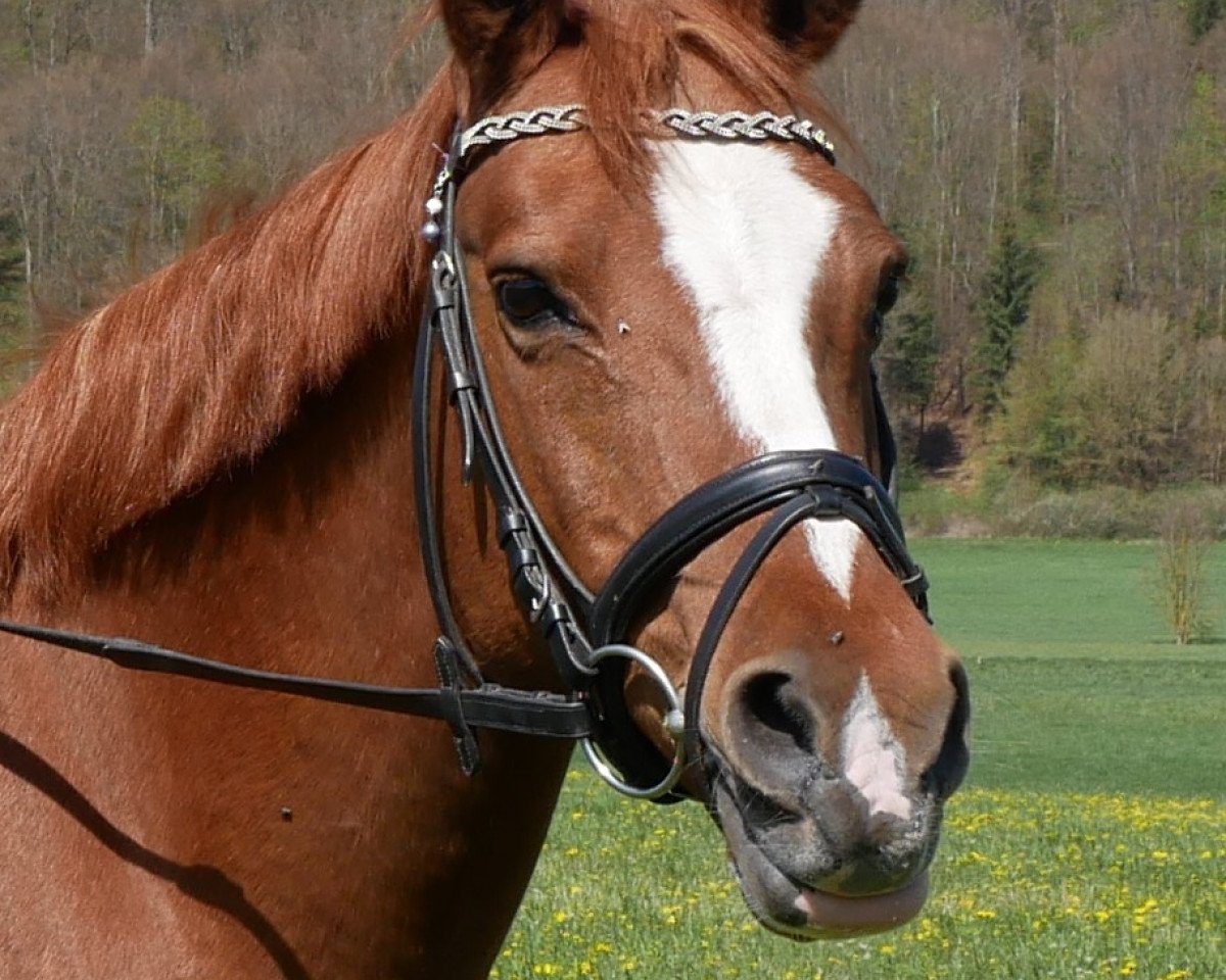 broodmare Rewana (German Riding Pony, 2002, from Danny Black)