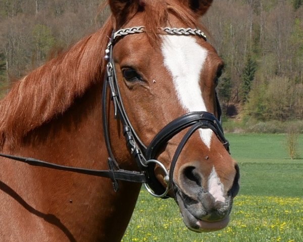 broodmare Rewana (German Riding Pony, 2002, from Danny Black)