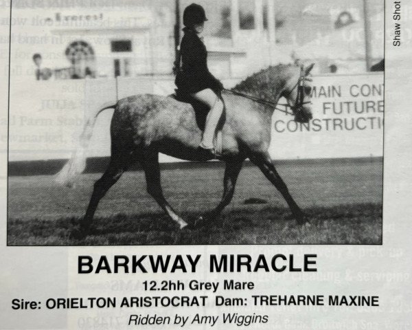 Pferd Barkway Miracle (Welsh Pony (Sek.B), 1989, von Orielton Aristocrat)