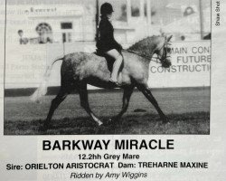 horse Barkway Miracle (Welsh-Pony (Section B), 1989, from Orielton Aristocrat)