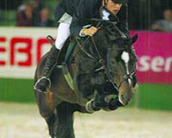 horse No Limit (Royal Warmblood Studbook of the Netherlands (KWPN), 1995, from Indoctro)