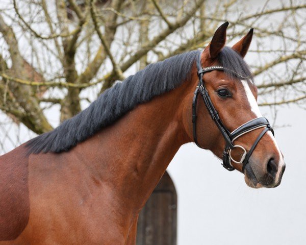 dressage horse Pramwaldhof's Total Recall (German Sport Horse, 2020, from Birkhof's Topas FBW)