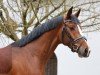 dressage horse Pramwaldhof's Total Recall (German Sport Horse, 2020, from Birkhof's Topas FBW)