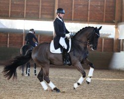 dressage horse Pramwaldhof's Bellagio (German Sport Horse, 2012, from Bordeaux 28)