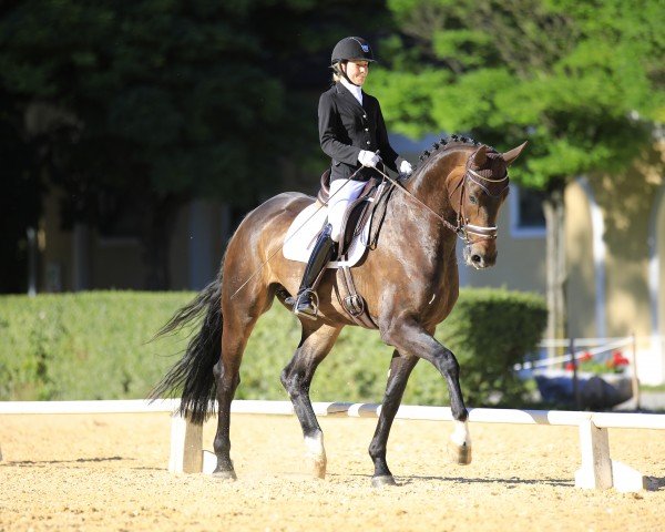 dressage horse Pramwaldhof's Bamboo (Oldenburg, 2014, from Beradini)