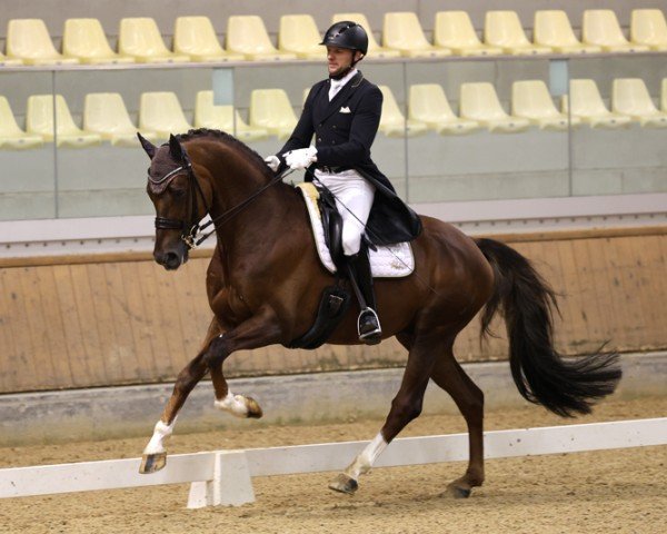 stallion Don Chaunac (German Sport Horse, 2016, from Don Juan de Hus)
