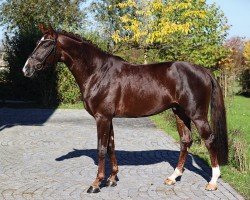 stallion Bonderas (German Sport Horse, 2018, from Bonds)