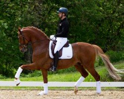 stallion Karim Doré (Trakehner, 2017, from Perpignan Noir)