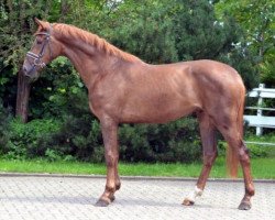 dressage horse Brisbanes little Fox (Westphalian, 2013, from Brisbane)