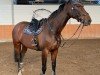 dressage horse Deleila Day R (Oldenburg, 2013, from Christ)