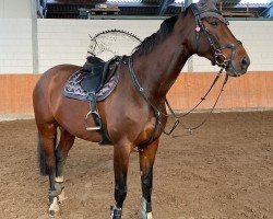 dressage horse Deleila Day R (Oldenburg, 2013, from Christ)