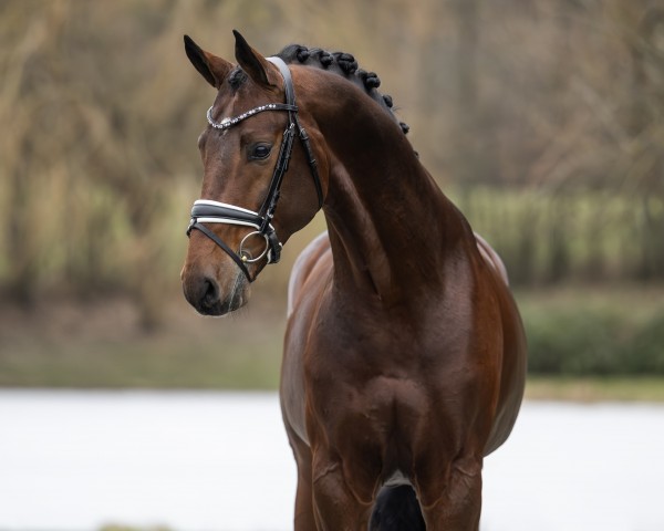 stallion Be Sure (Hanoverian, 2018, from Callaho's Benicio)