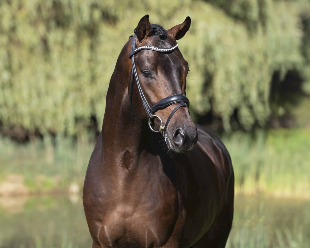 Deckhengst Dynamic Dream (Westfale, 2017, von Glock's Dream Boy)