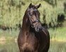 stallion Dynamic Dream (Westphalian, 2017, from Glock's Dream Boy)