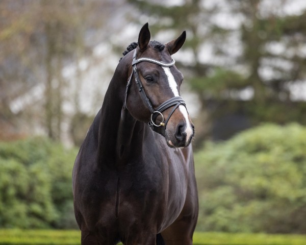 stallion Elastic (Westphalian, 2019, from Escolar)