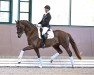 stallion Escamour (Hanoverian, 2020, from Escamillo)