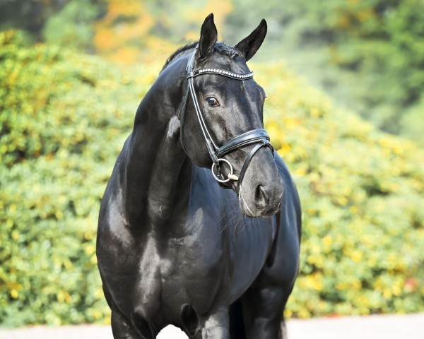stallion Lord Europe (Rhinelander, 2016, from Lord Leatherdale)