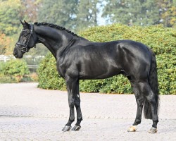 stallion Lord Europe (Rhinelander, 2016, from Lord Leatherdale)