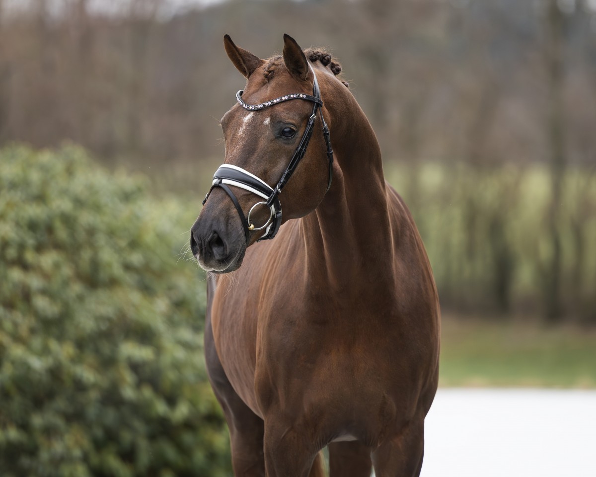 Deckhengst Opoque (KWPN (Niederländisches Warmblut), 2019, von All At Once)