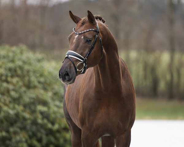 stallion Opoque (KWPN (Royal Dutch Sporthorse), 2019, from All At Once)