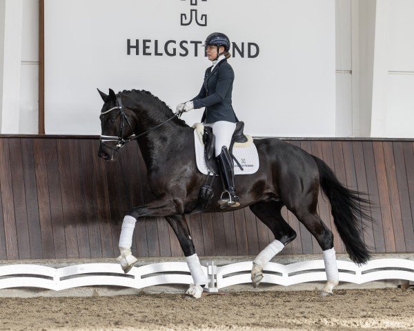 stallion Parero (KWPN (Royal Dutch Sporthorse), 2020, from Glock's Toto Jr.)