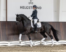 Deckhengst Parero (KWPN (Niederländisches Warmblut), 2020, von Glock's Toto Jr.)