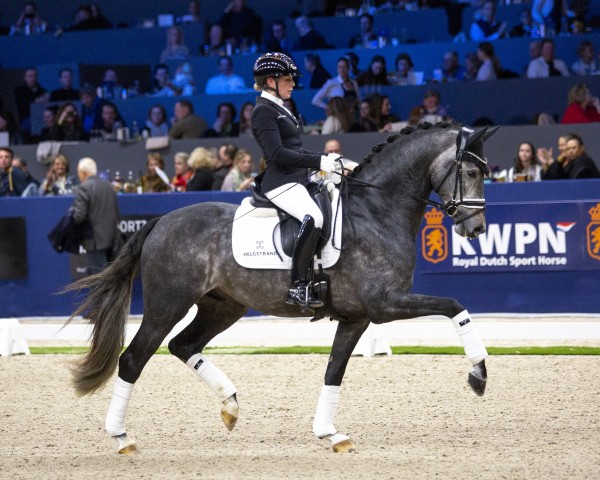 stallion Proud James (KWPN (Royal Dutch Sporthorse), 2020, from Jameson Rs2)