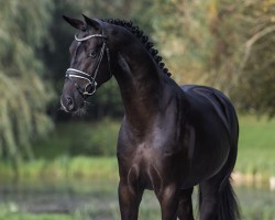 Deckhengst Sénégal de Fontaine (Oldenburger, 2020, von Springbank II Vh)