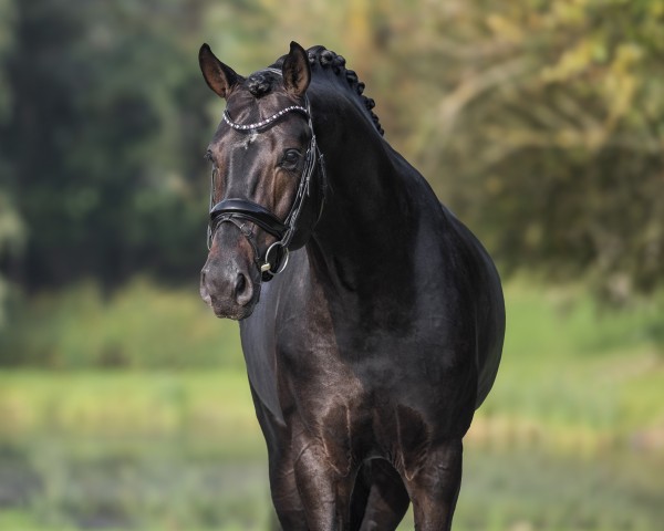 stallion So Perfect (Oldenburg, 2017, from Sezuan)