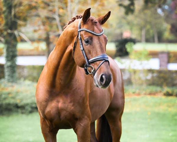 stallion Vitalos FRH (Hanoverian, 2017, from Vitalis)