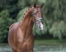 stallion Viva Vegas (Hanoverian, 2020, from Viva Gold OLD)