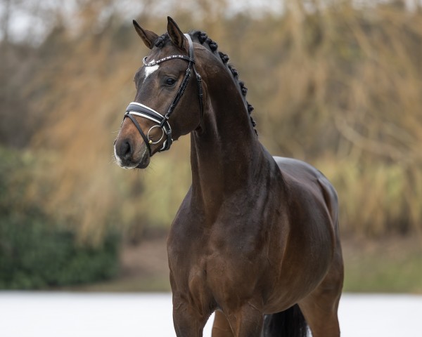 stallion V-Power (Westphalian, 2020, from Viva Gold OLD)