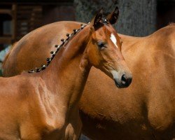 Springpferd Hermione (Trakehner, 2020, von Donauabend)