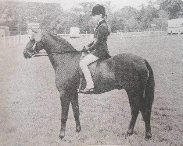 horse Anton (Welsh Partbred, 1971, from Bwlch Hill Wind)