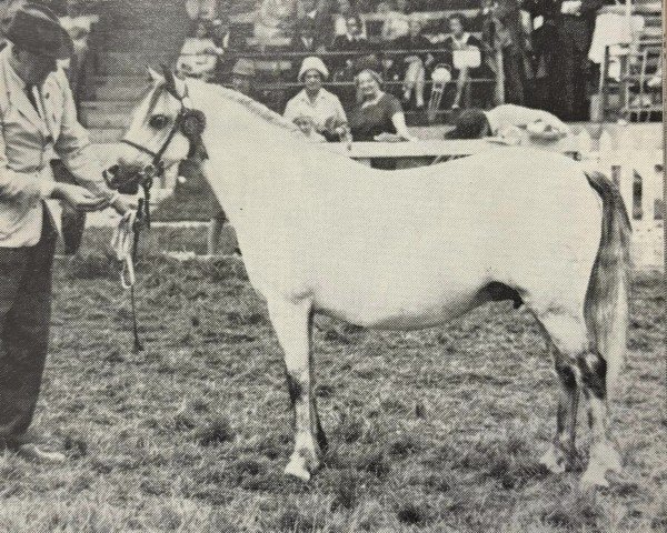 Zuchtstute Ready Token Glen Bride (Welsh Mountain Pony (Sek.A), 1958, von Coed Coch Bugail)