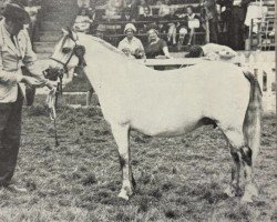 broodmare Ready Token Glen Bride (Welsh mountain pony (SEK.A), 1958, from Coed Coch Bugail)