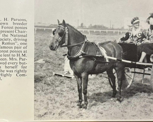 horse Garth Remus (New Forest Pony, 1956, from Newtown Dandy)